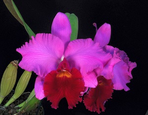 Rhyncholaeliocattleya Pamela Delgado 'Canaima's Princess' HCC/AOS 77 pts.